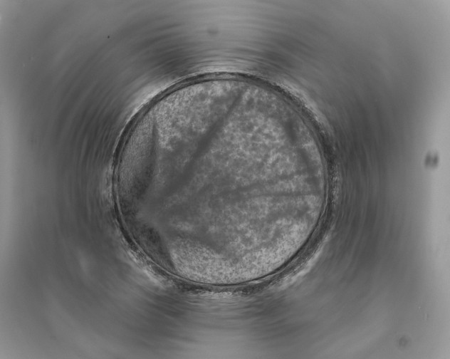 X0000094461121200711291715