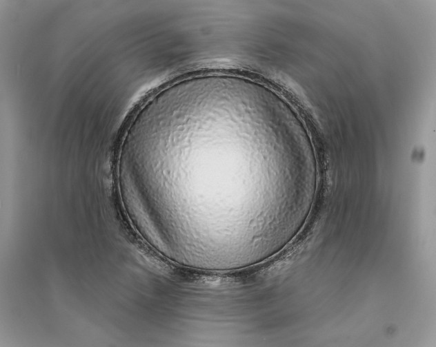 X0000094461218200711291714