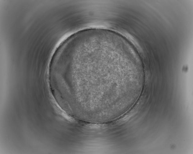 X0000094461240200711291714