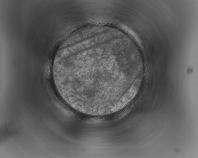 X0000094460065200712061232