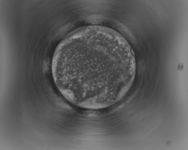 X0000094460073200712061233