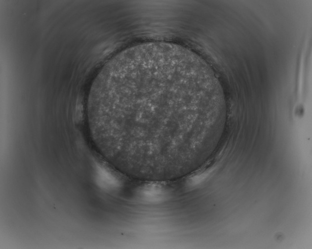 X0000094460080200712061233