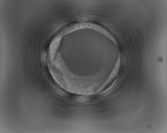 X0000094460094200712061233