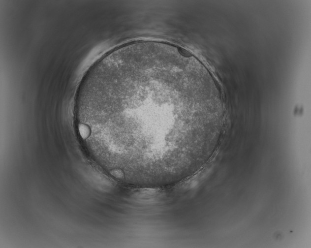 X0000094460151200712061231