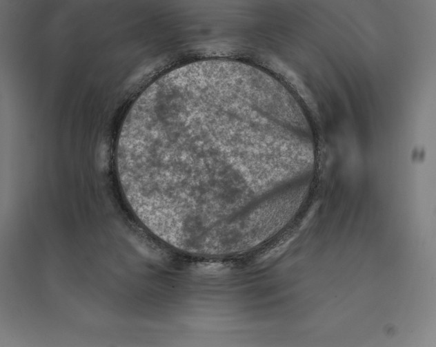 X0000094460161200712061231