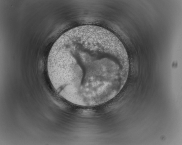 X0000094460165200712061231