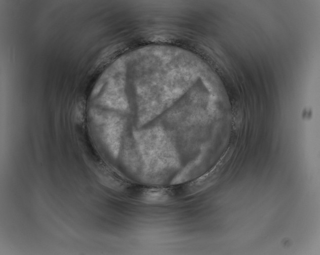 X0000094460175200712061231