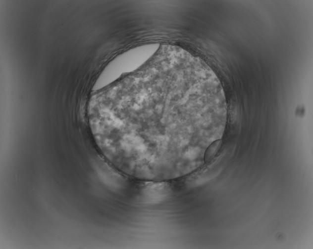 X0000094460185200712061231