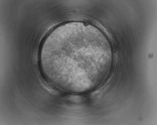 X0000094460203200712061231