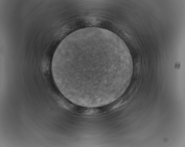 X0000094460274200712061230