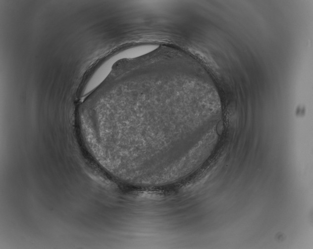 X0000094460303200712061229