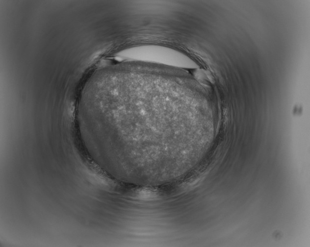 X0000094460308200712061229