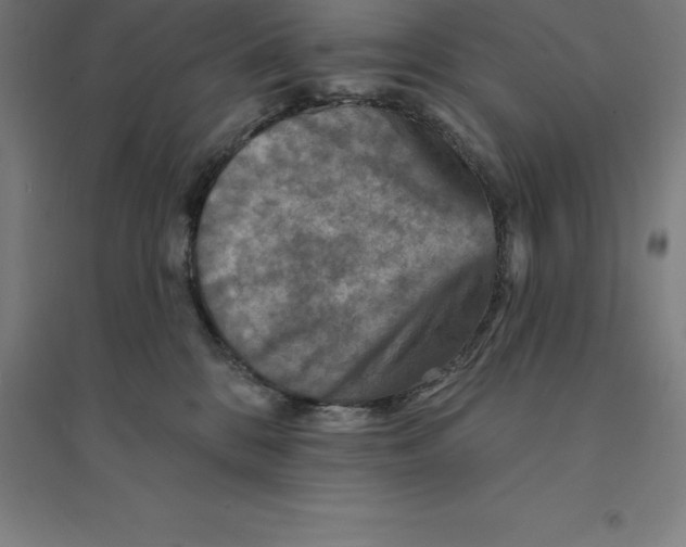 X0000094460328200712061229