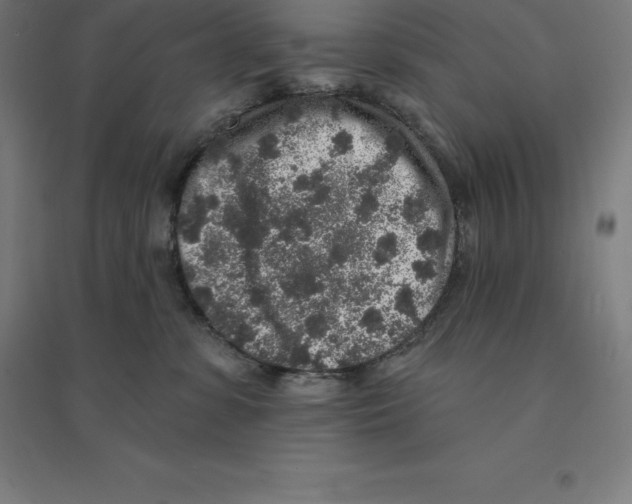 X0000094460331200712061229