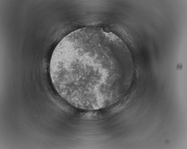 X0000094460366200712061228