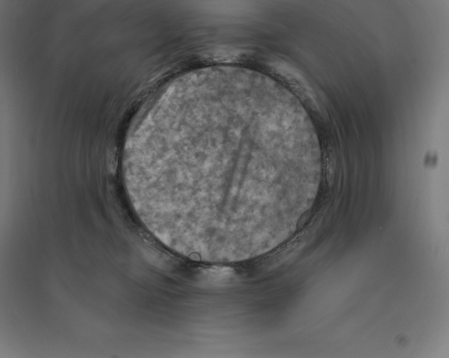 X0000094460374200712061229