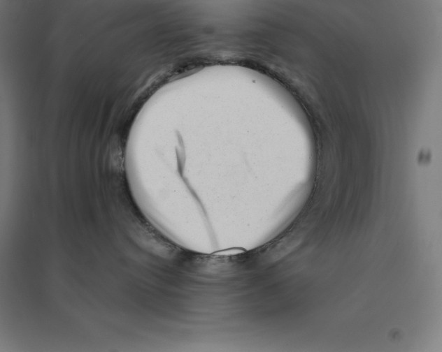 X0000094460384200712061229