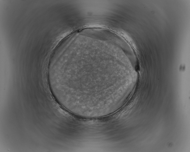 X0000094460385200712061228