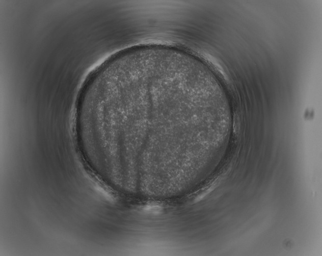 X0000094460388200712061228