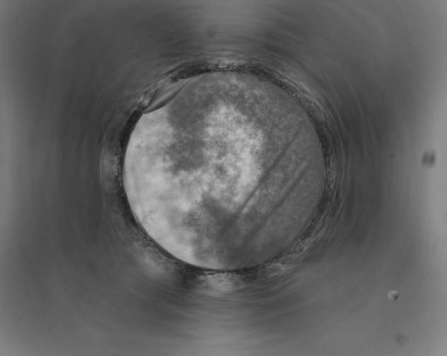 X0000094460417200712061228