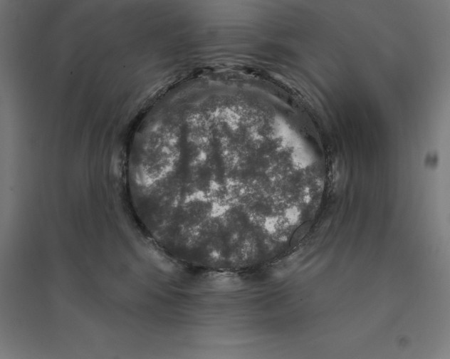 X0000094460424200712061227