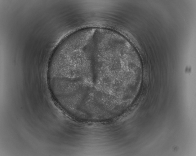 X0000094460434200712061227