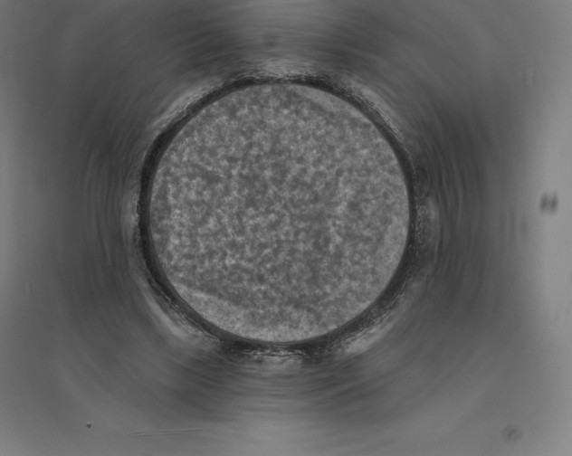 X0000094460443200712061227