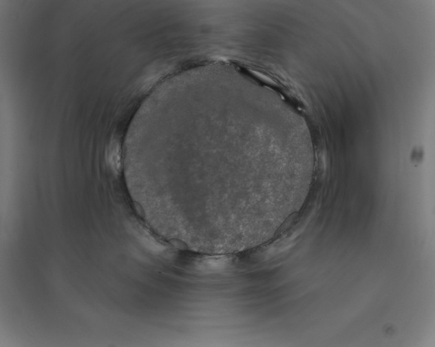 X0000094460479200712061227