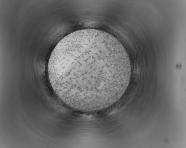 X0000094460502200712061226
