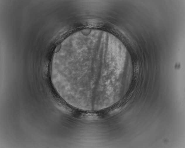 X0000094460554200712061226