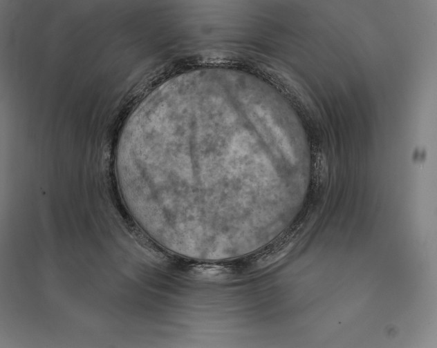 X0000094460557200712061226