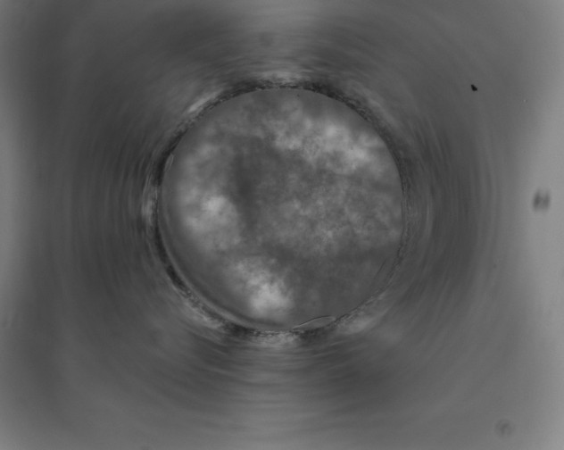 X0000094460576200712061226