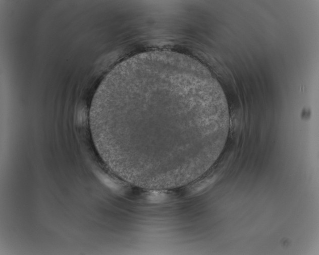 X0000094460623200712061225