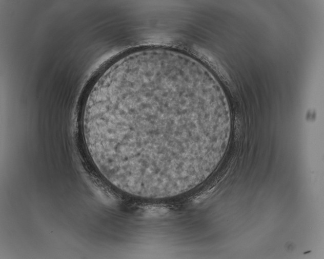 X0000094460628200712061224