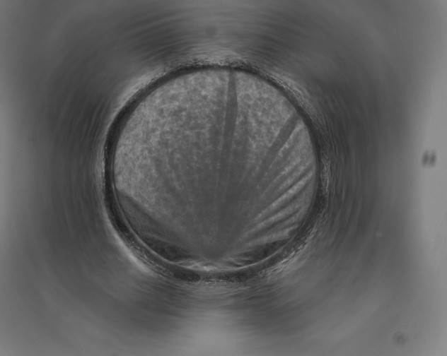 X0000094460630200712061224