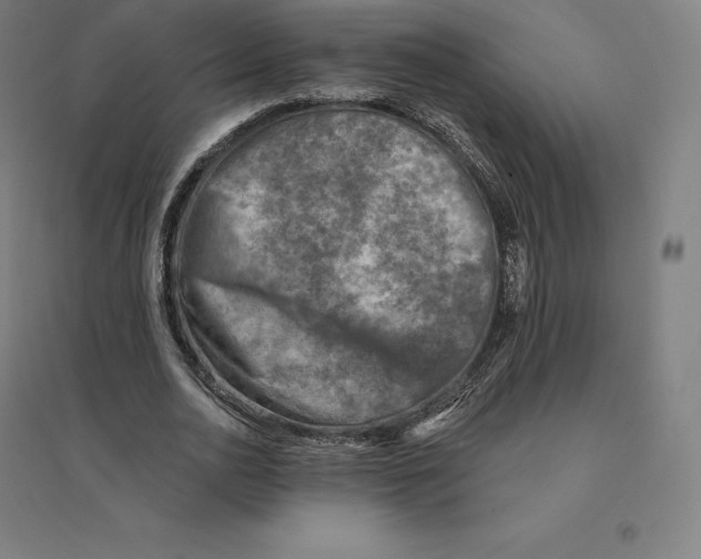 X0000094460726200712061223