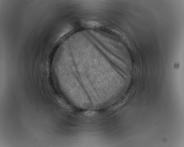 X0000094460762200712061223