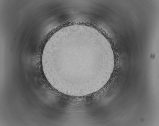 X0000094460824200712061221