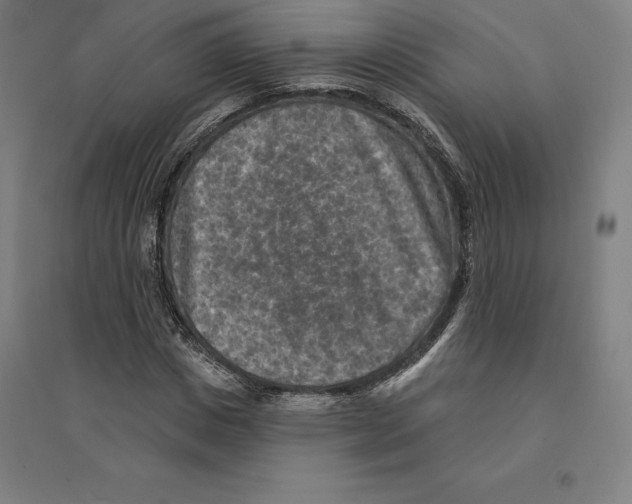 X0000094460825200712061221