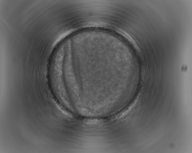 X0000094460826200712061221