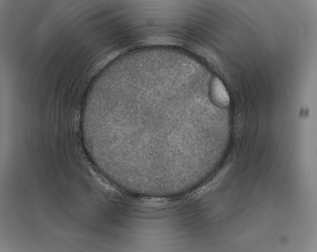 X0000094460833200712061221