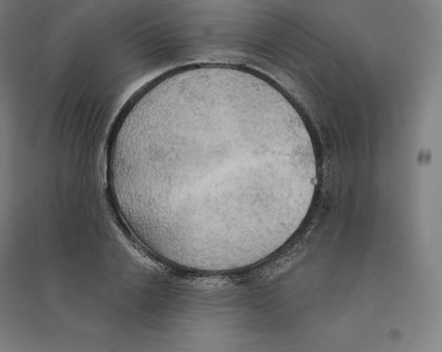 X0000094460838200712061222