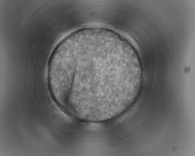 X0000094460839200712061222