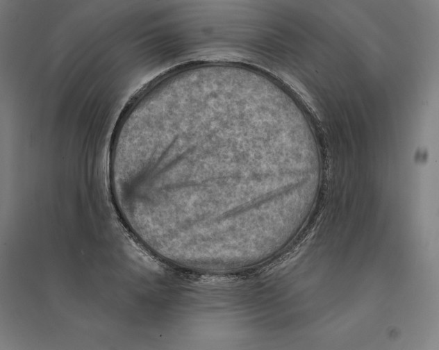 X0000094460840200712061222