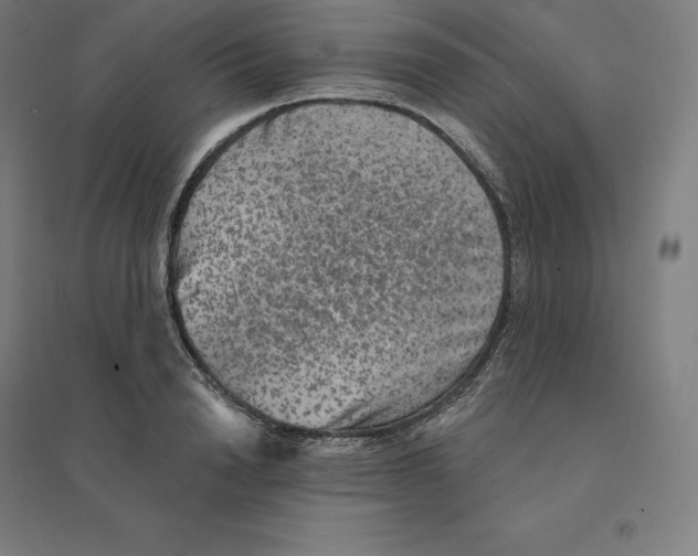 X0000094460846200712061222