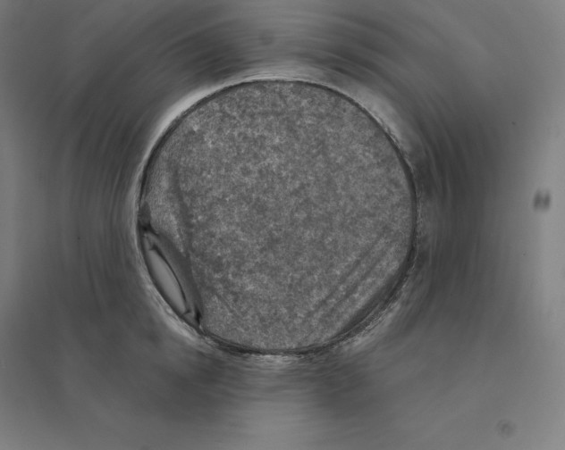 X0000094460854200712061222