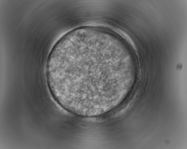 X0000094460855200712061222