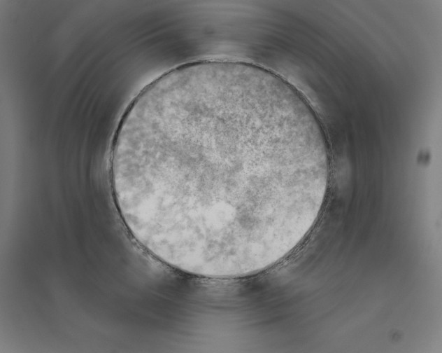 X0000094460856200712061222