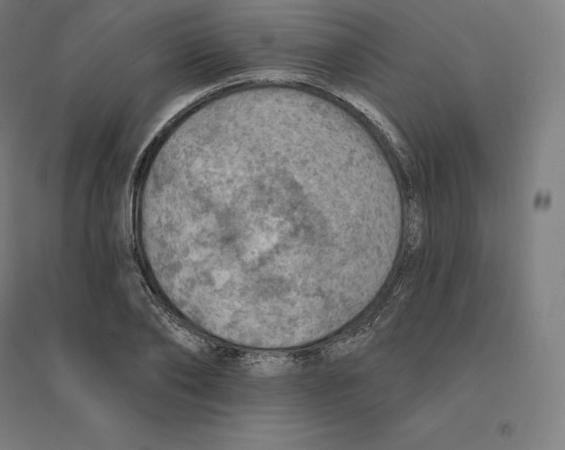 X0000094460886200712061221