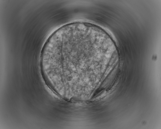 X0000094460903200712061221